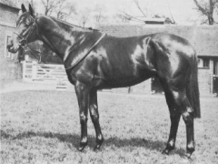 Brigadier Gerard
