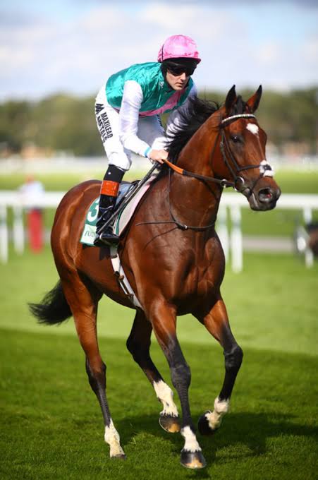 Frankel racehorse