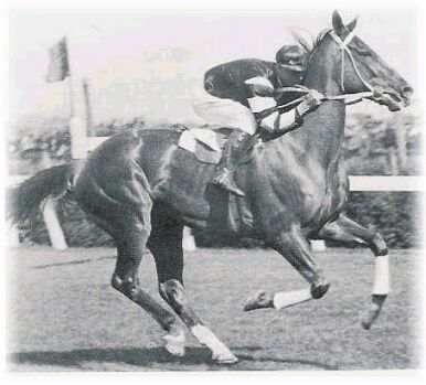 Phar Lap racehorse
